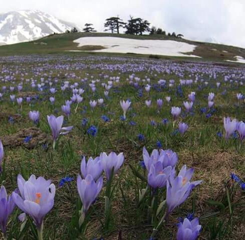 La Stella Del Pollino Hotel San Lorenzo Bellizzi Bagian luar foto